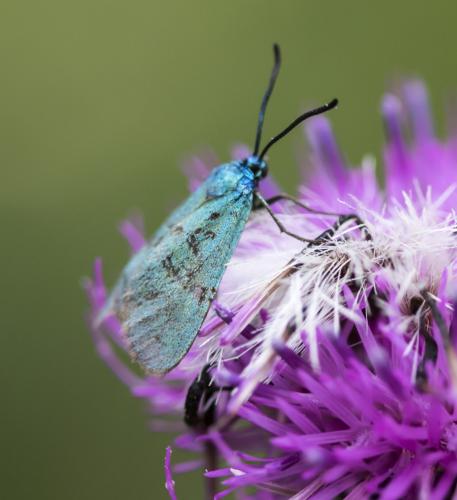 Réf. 190 757 : Adscita sp.